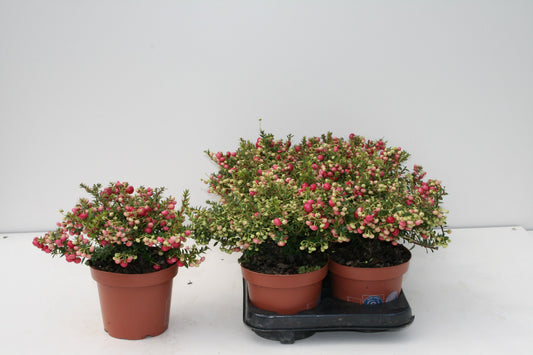 Gaultheria mucr. red 25cm 14cm Pot
