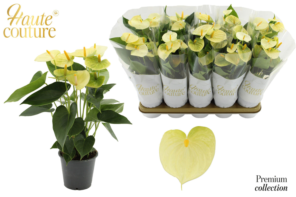 Anthurium Vanilla 40cm 12cm Pot