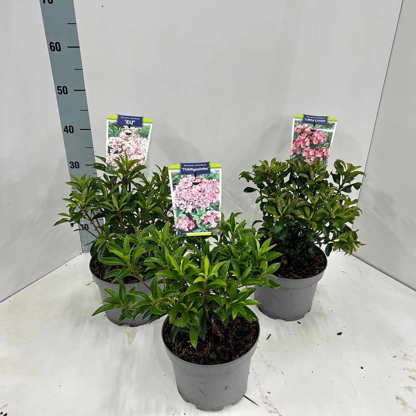 Kalmia latifolia 40cm 21cm Pot