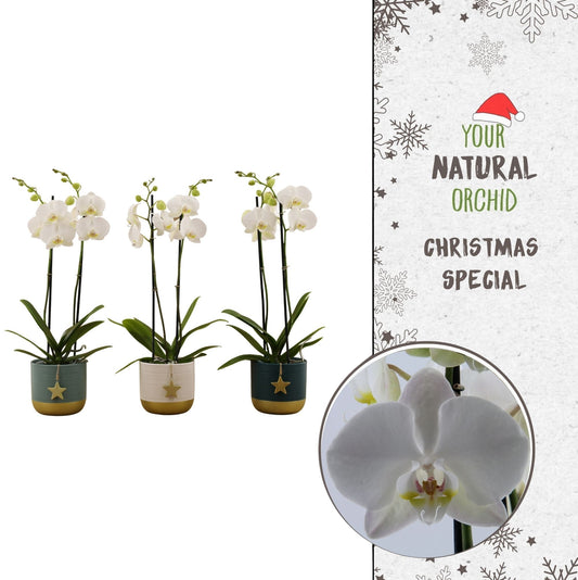 Phalaenopsis Nottingham 65cm 12cm Pot