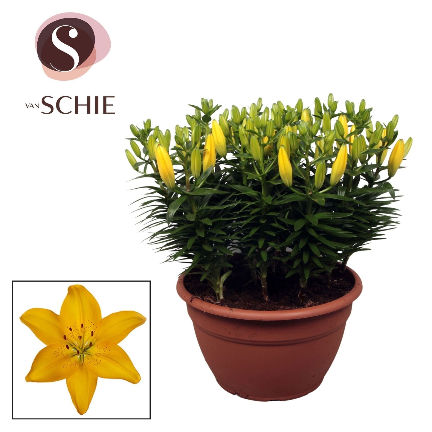 Lilium az. Golden Matrix 45cm 35cm Pot