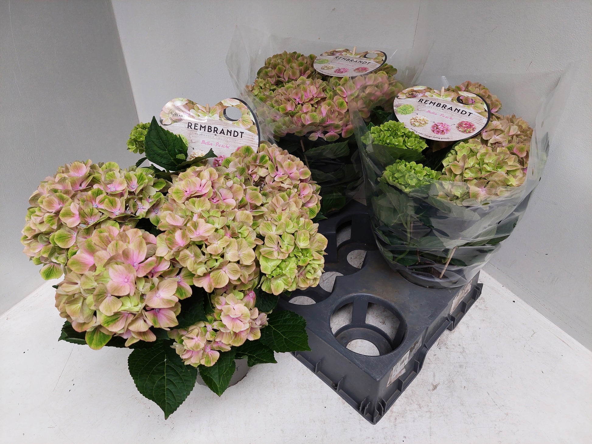 Hydrangea macr. Rembrandt Bella Pesche 40cm 15cm Pot