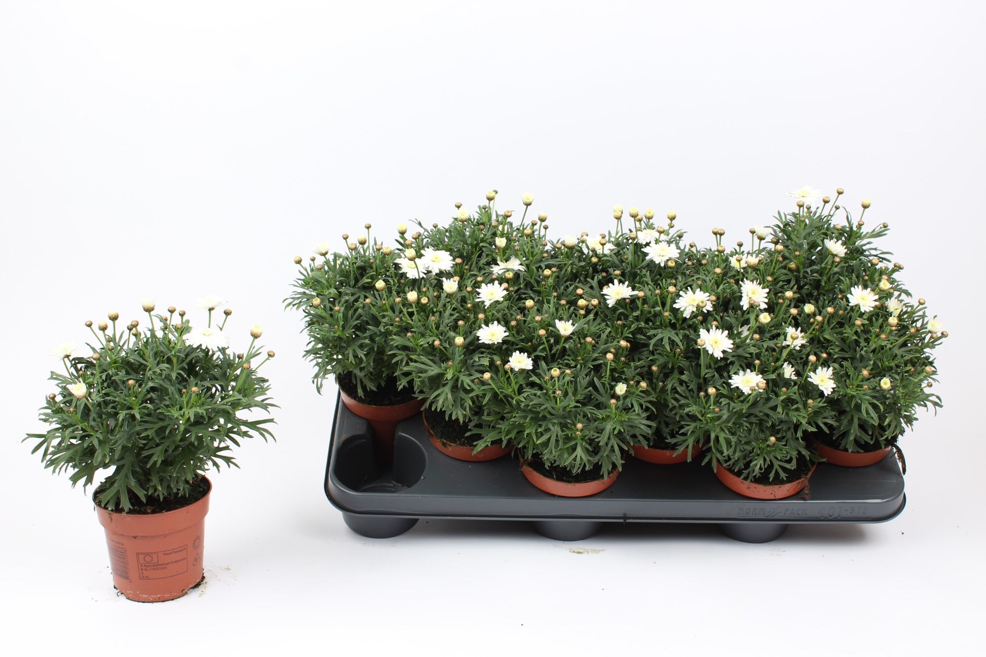 Argyranthemum frutescens 22cm 510cm Pot