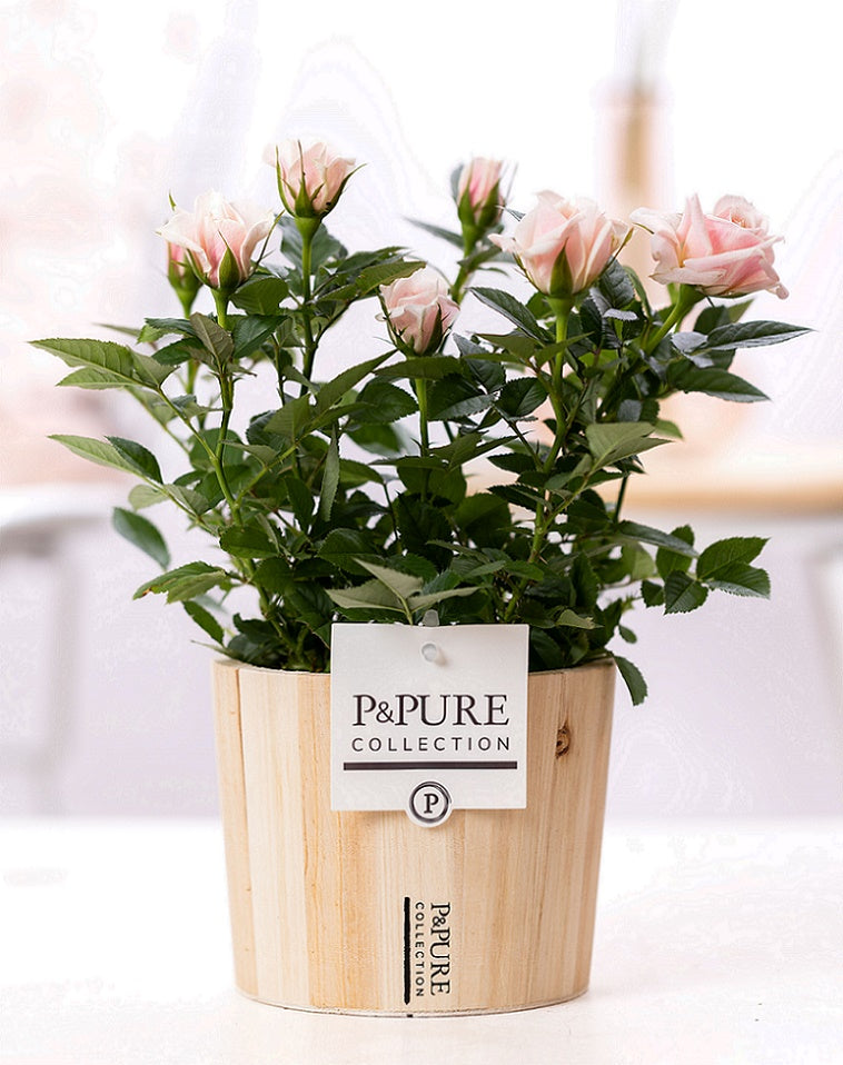 Rosa Beau Monde light pink 28cm 12cm Pot