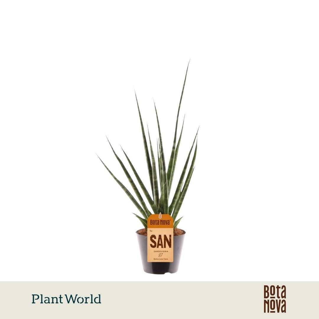 Sansevieria cylindrica 40cm 8.5cm Pot