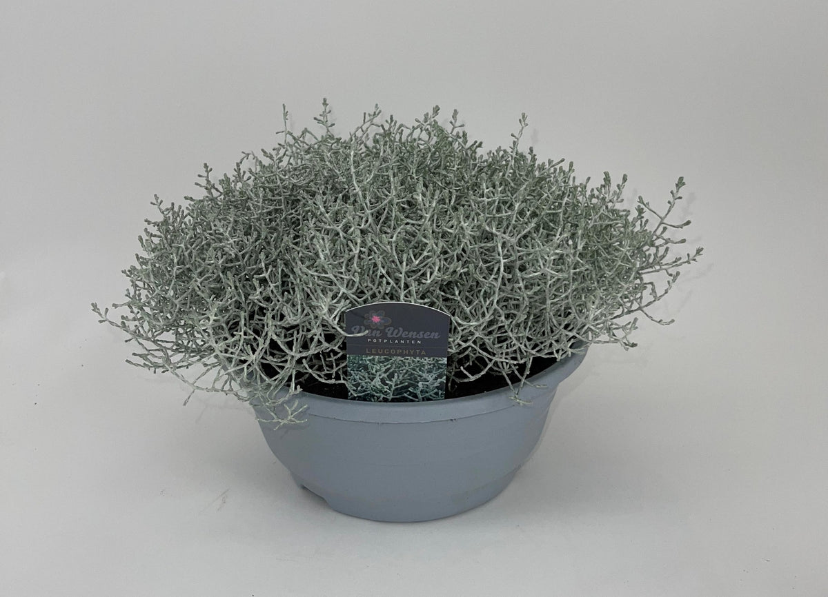 Leucophyta brownii 18cm 21cm Pot