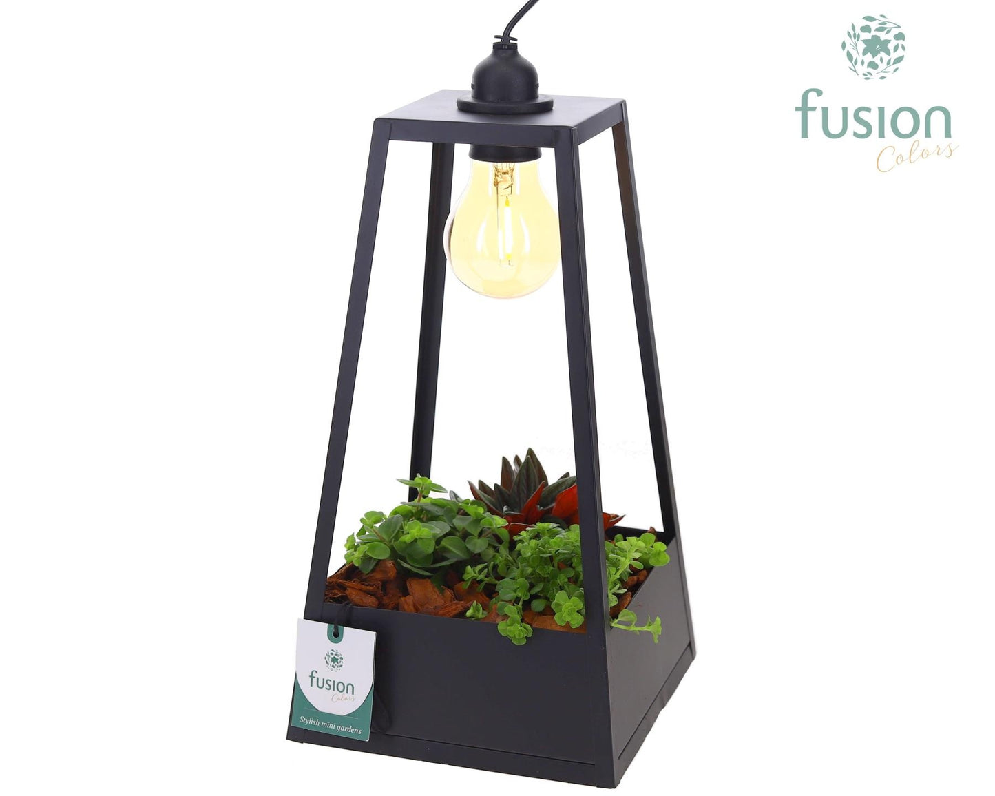 Fusioncolors BV Metaal Lantaarn Lamp zwart met LED verlichting met groene planten 3pp Pack of 3