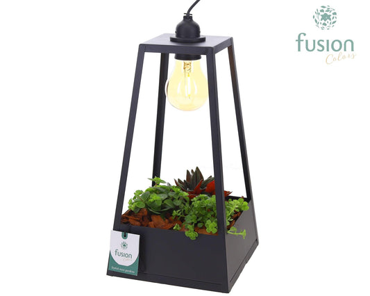 Metaal Lantaarn Lamp zwart met LED verlichting met groene planten 3pp 35cm 18cm Pot