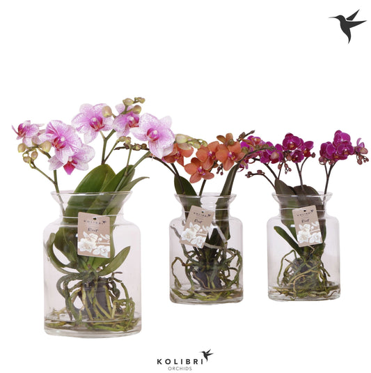 Phalaenopsis mix ceramic 50cm 16cm Pot