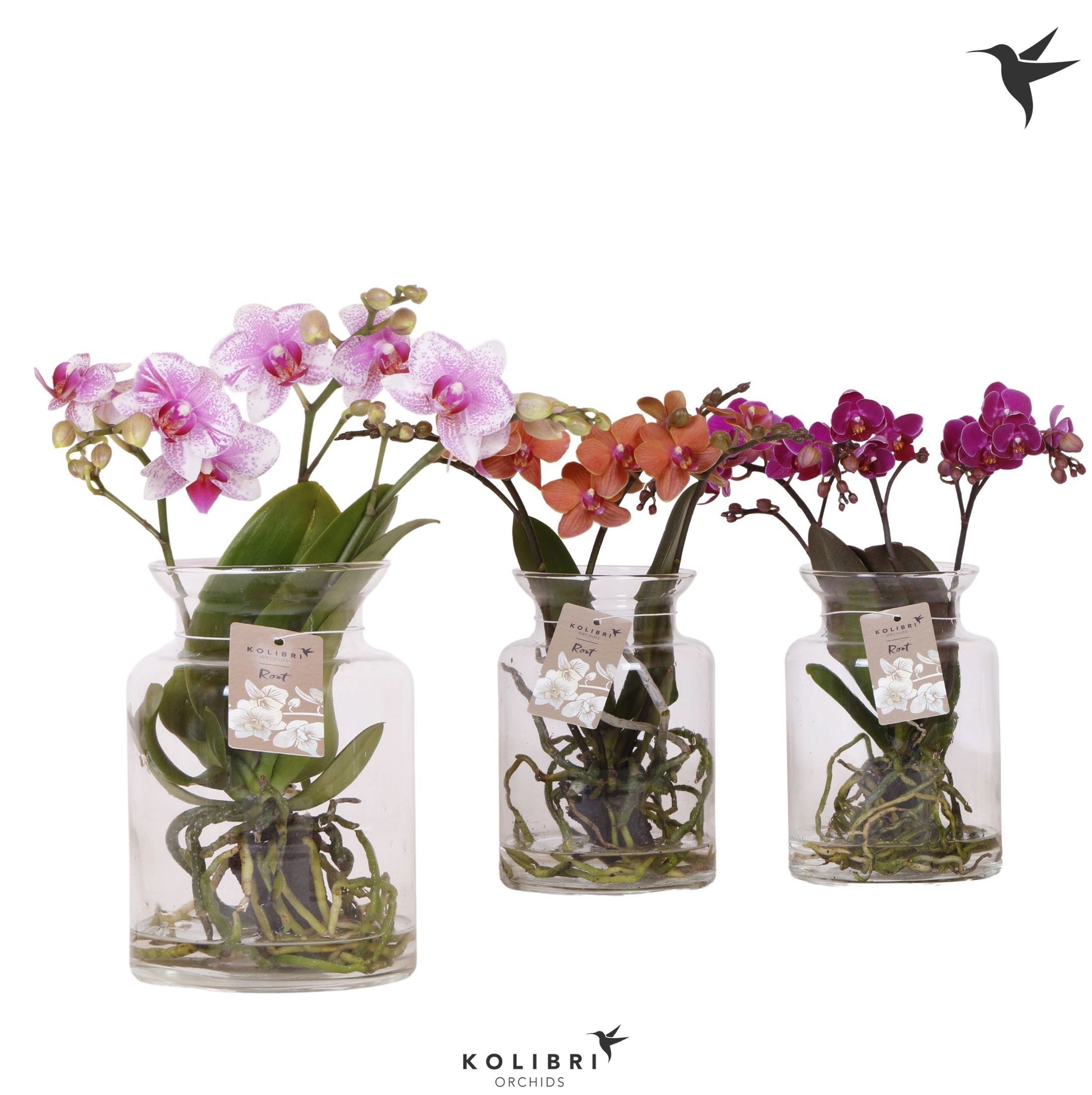 Phalaenopsis mix ceramic 50cm 16cm Pot