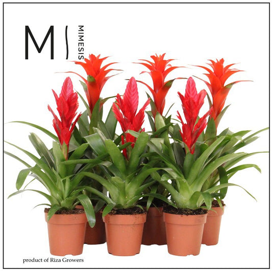 Bromelia mix 45cm 12cm Pot