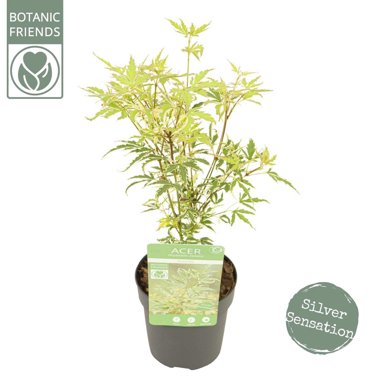 Acer Butterfly 40cm 10cm Pot