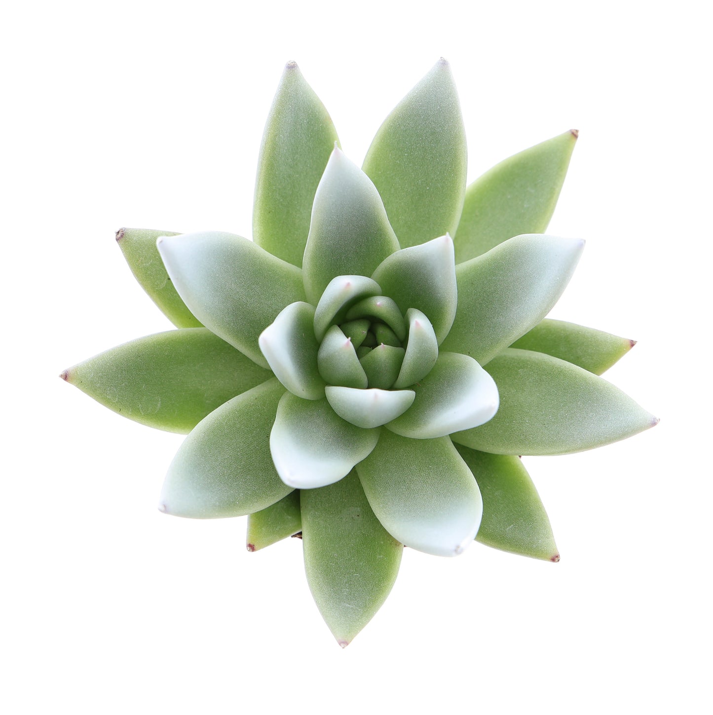 Euro Cactus Holland Bv Miranda tips white Pack of 16