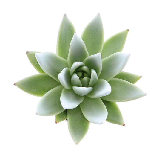 Euro Cactus Holland Bv Miranda tips white Pack of 16