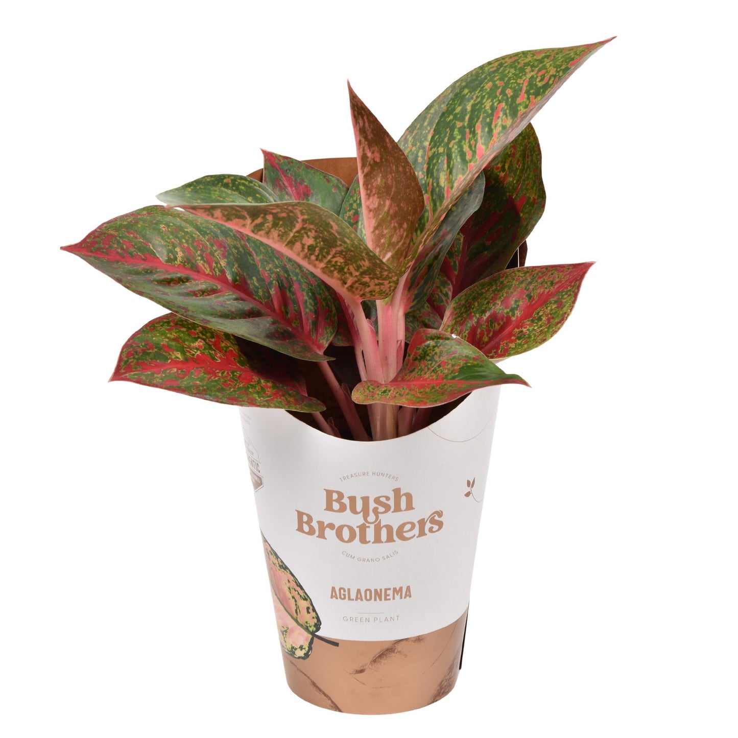 Aglaonema Dark Star 35cm 12cm Pot