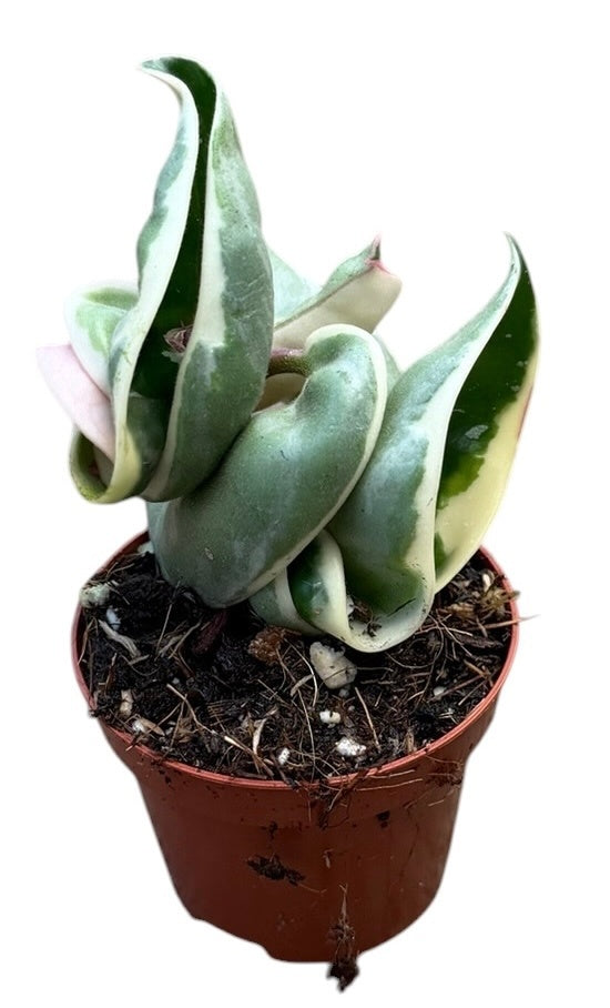 Hoya australis 8cm 6cm Pot