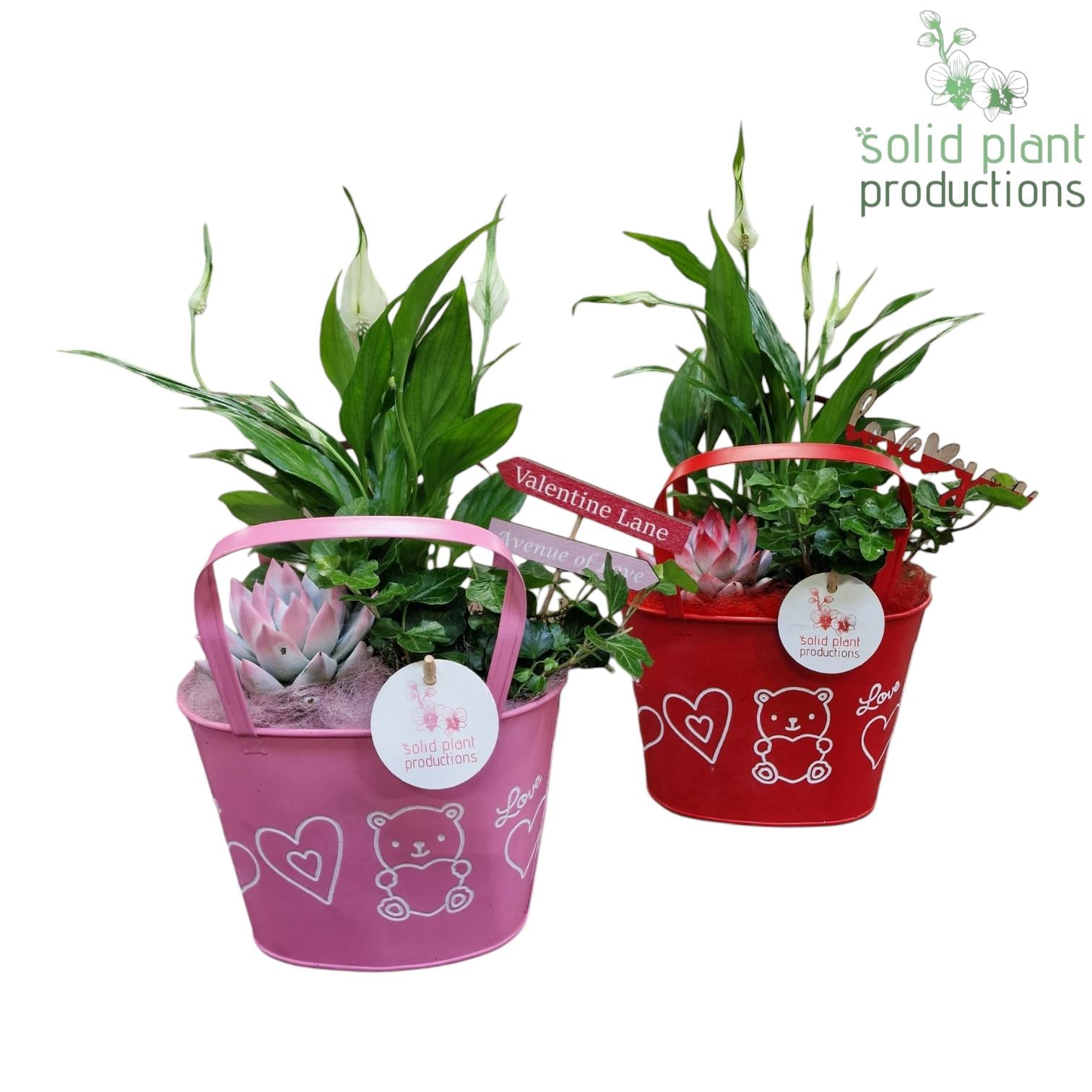 ZVS002 Sandra Red/Pink 38cm 19cm Pot