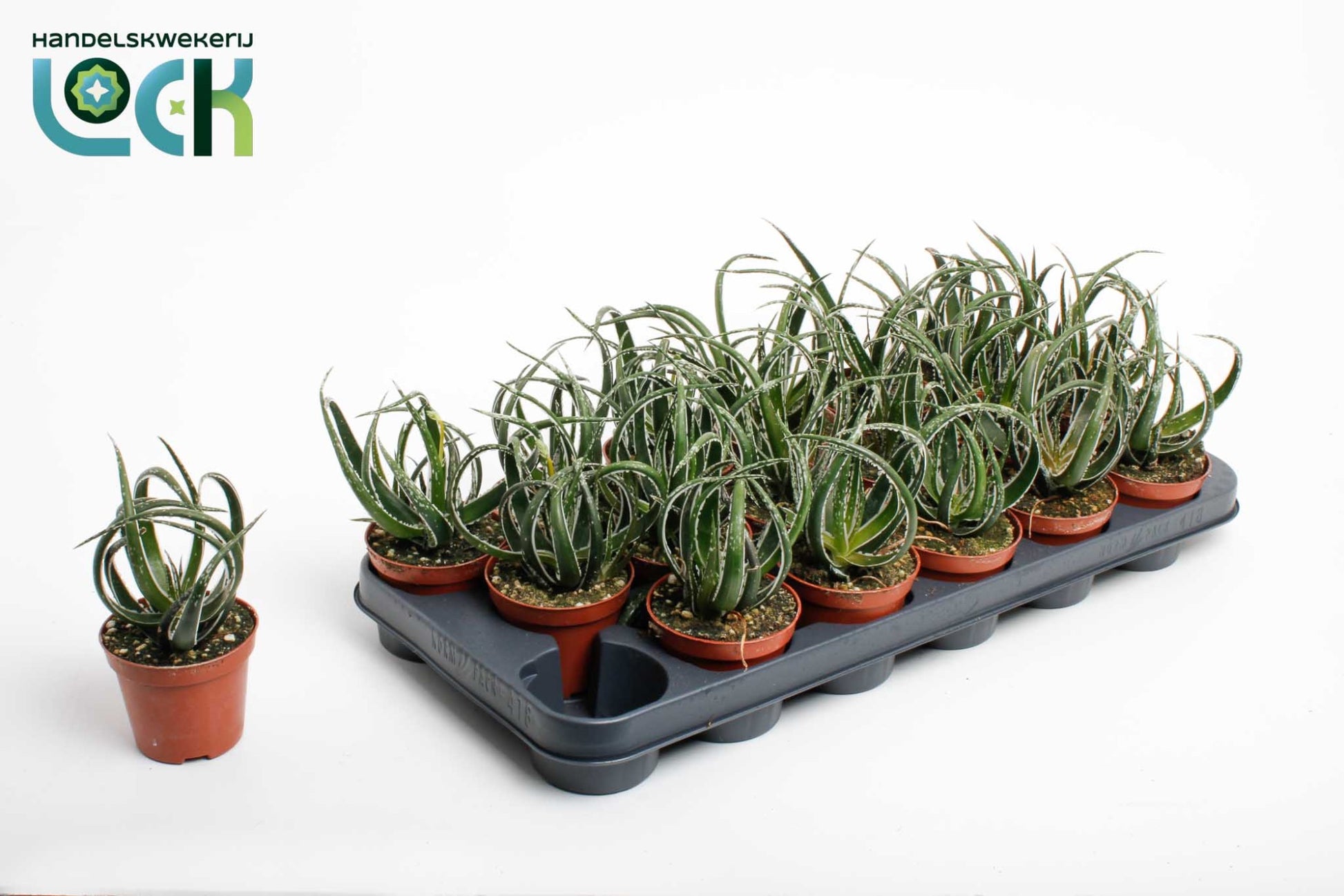 aloe-maidu-20cm-special-pot-508