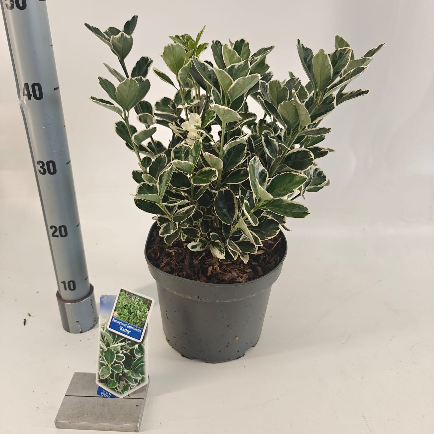 Euonymus Kathy 40cm 23cm Pot