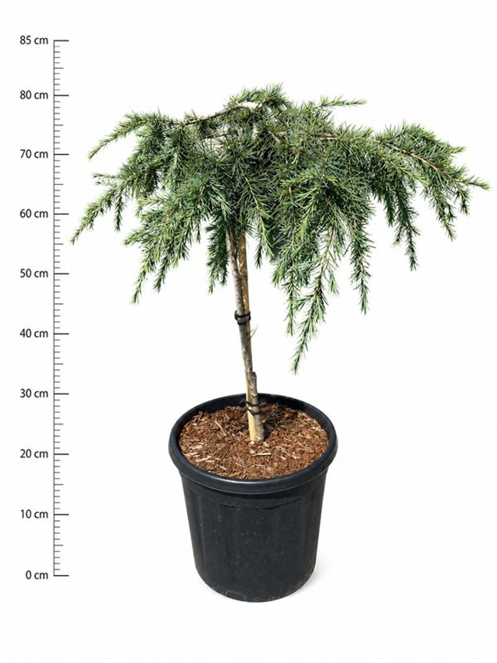 Cedrus deo. Feelin Blue 85cm 32cm Pot