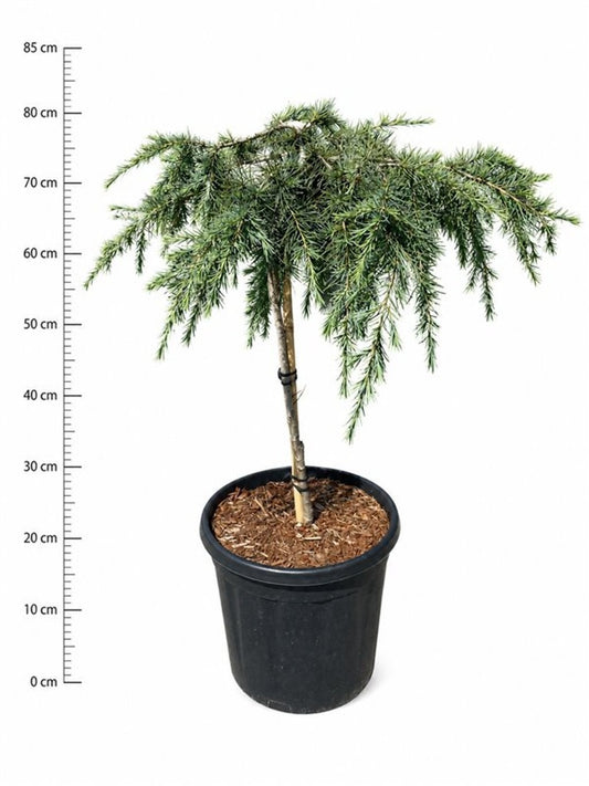 Cedrus deo. Feelin Blue 85cm 32cm Pot