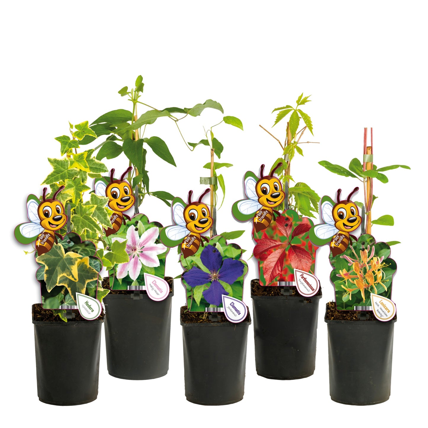 Climbers Mix 40cm 11cm Pot