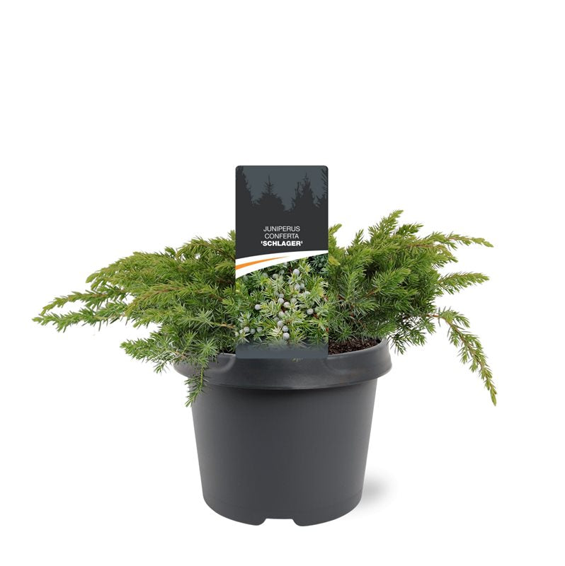 Juniperus Schlager 25cm 19cm Pot
