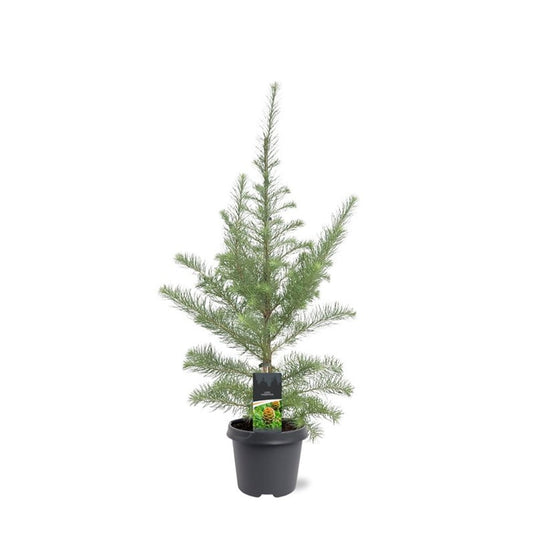 Larix kaempferi 90cm 23cm Pot