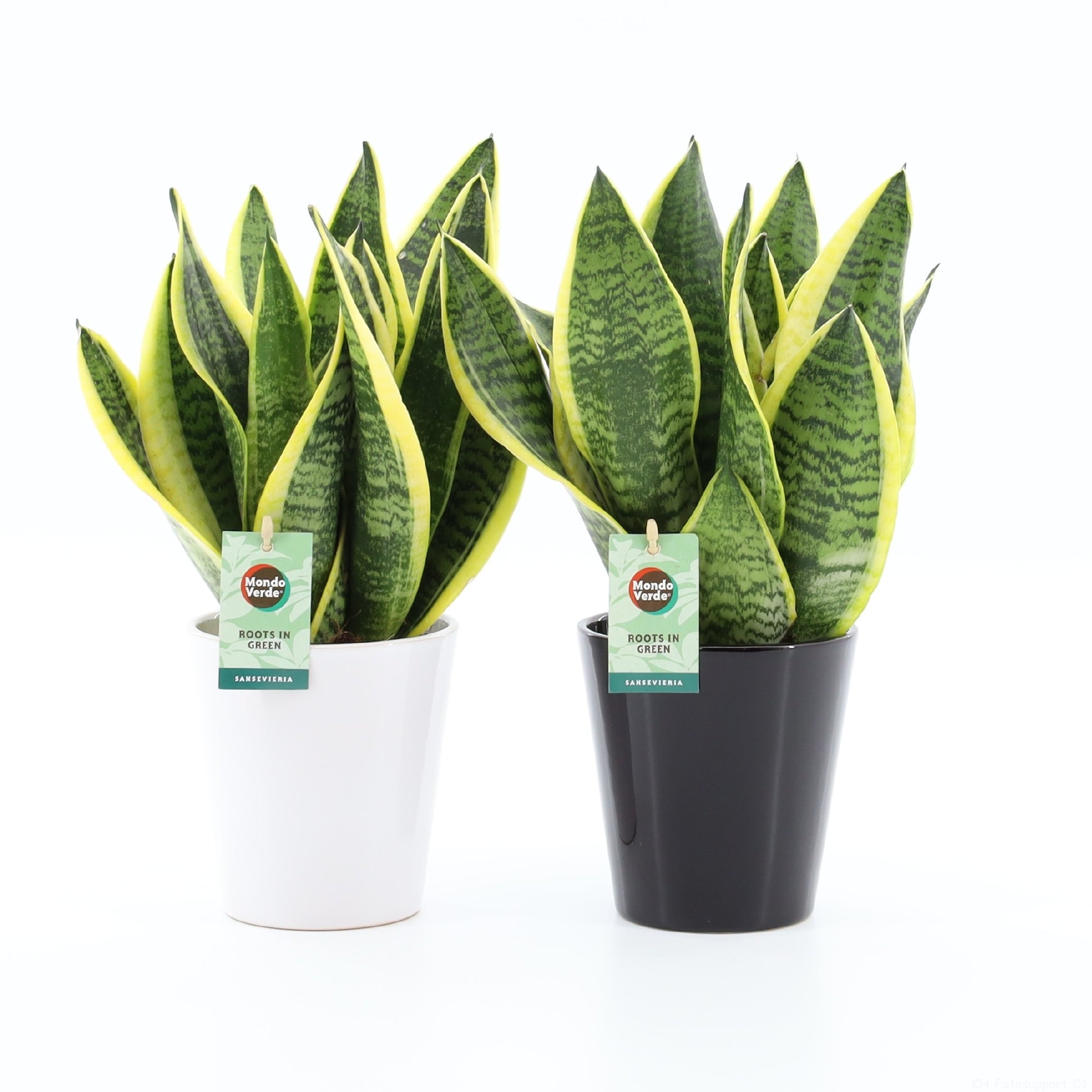 Sansevieria Futura Superba 35cm 13cm Pot