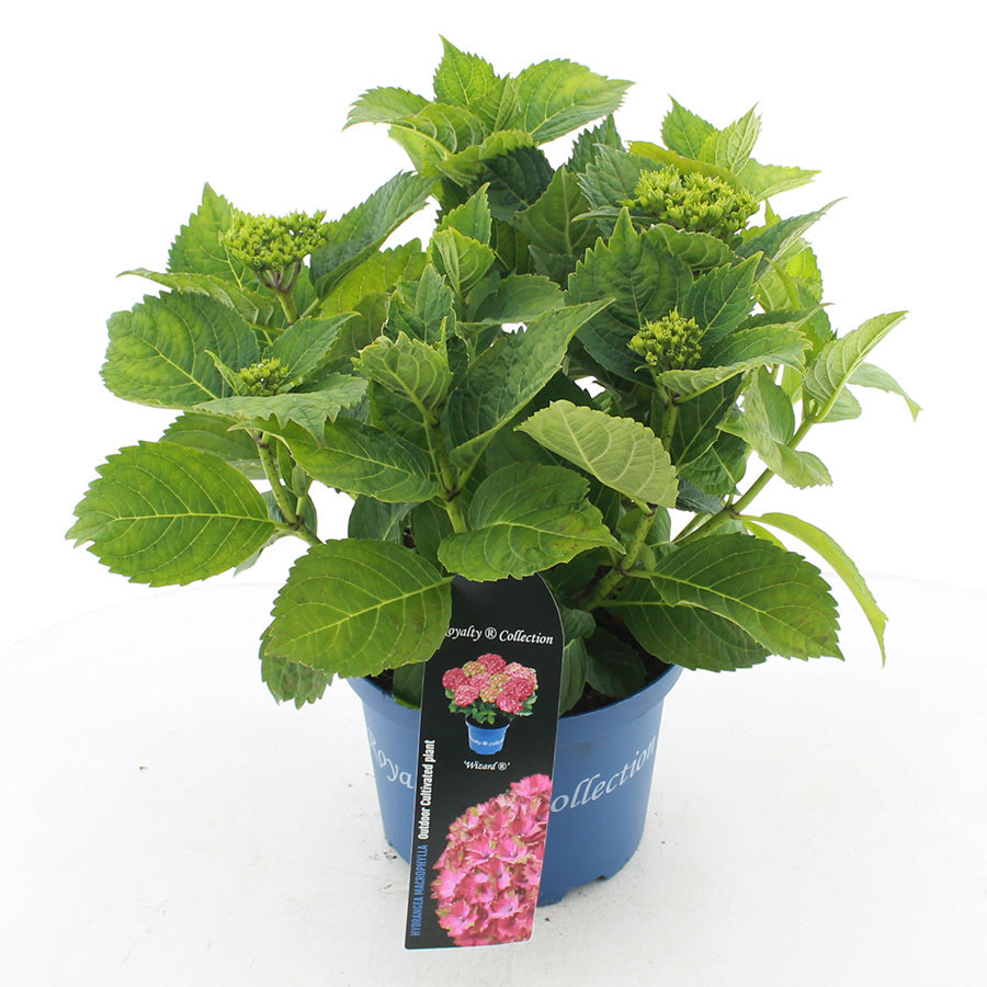Hydrangea macrophylla mix 40cm 23cm Pot