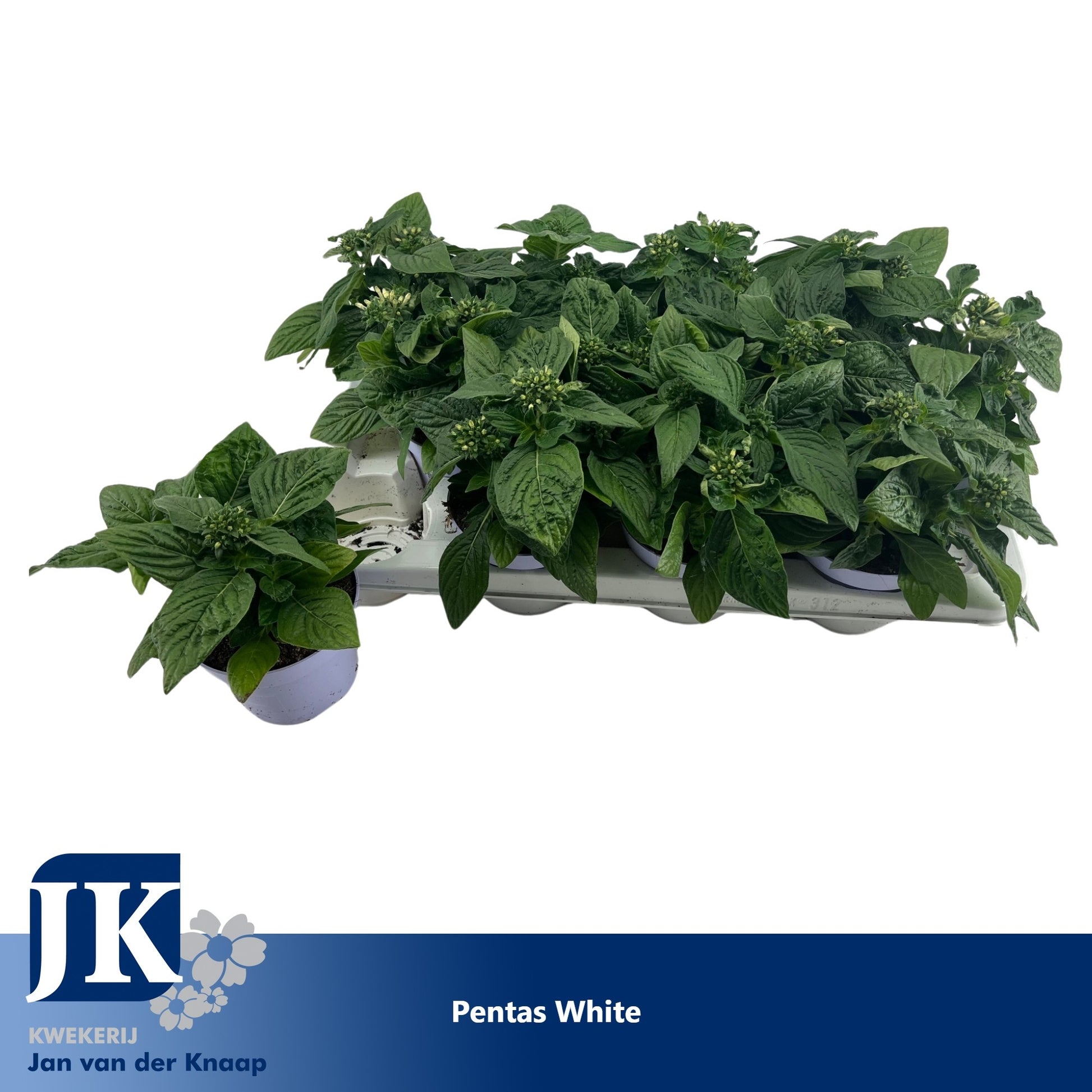 Knaap, Jan van der Pentas Graffiti White Pack of 12