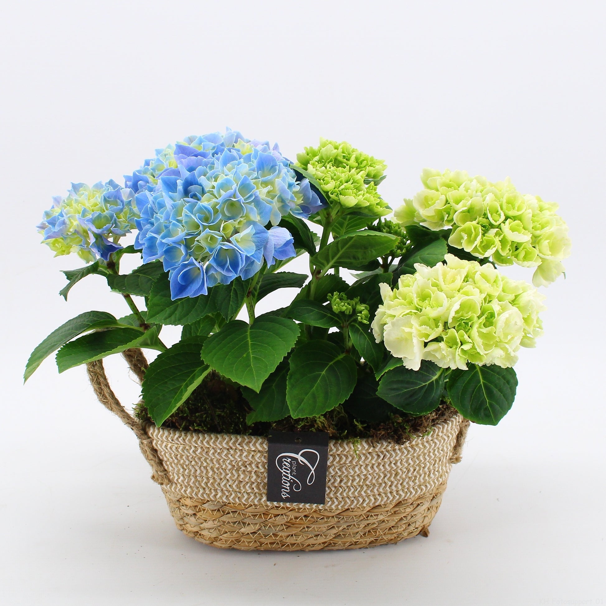 Hydrangea arrangement 30cm 24cm Pot