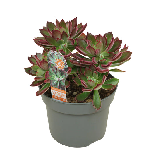 Echeveria Devotion 15cm 13cm Pot