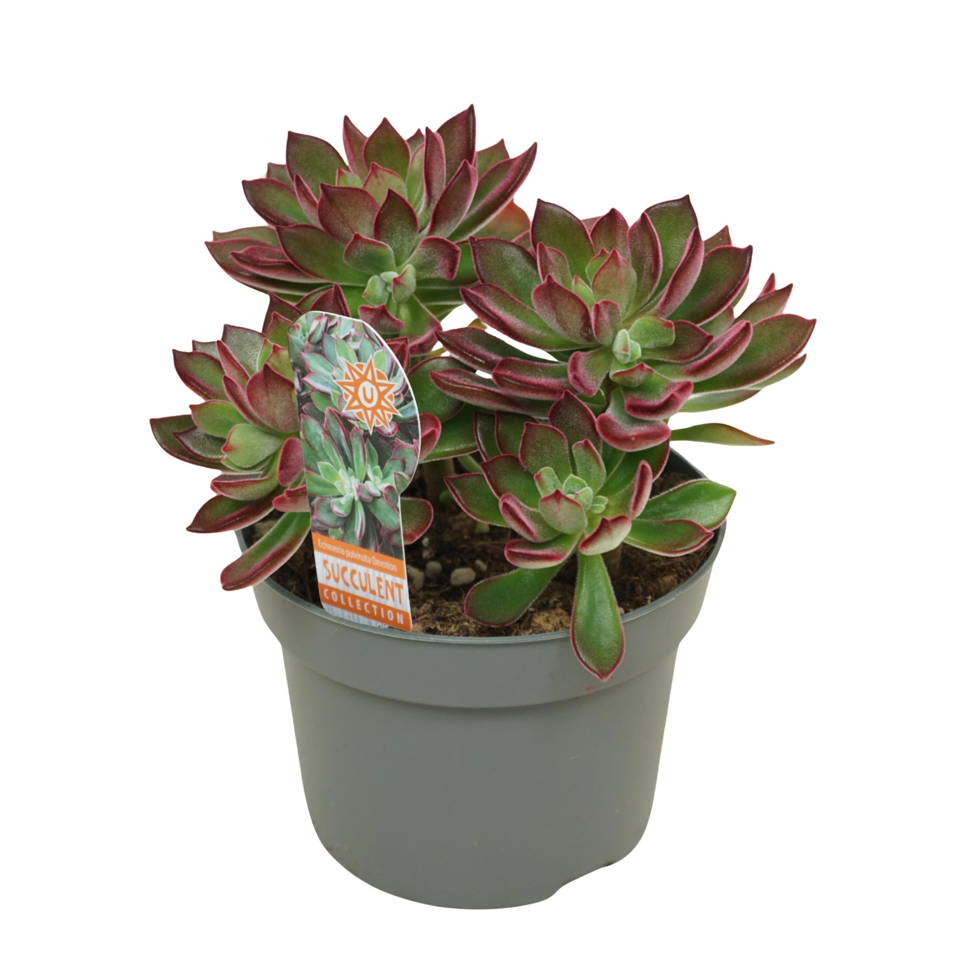 Echeveria Devotion 15cm 13cm Pot