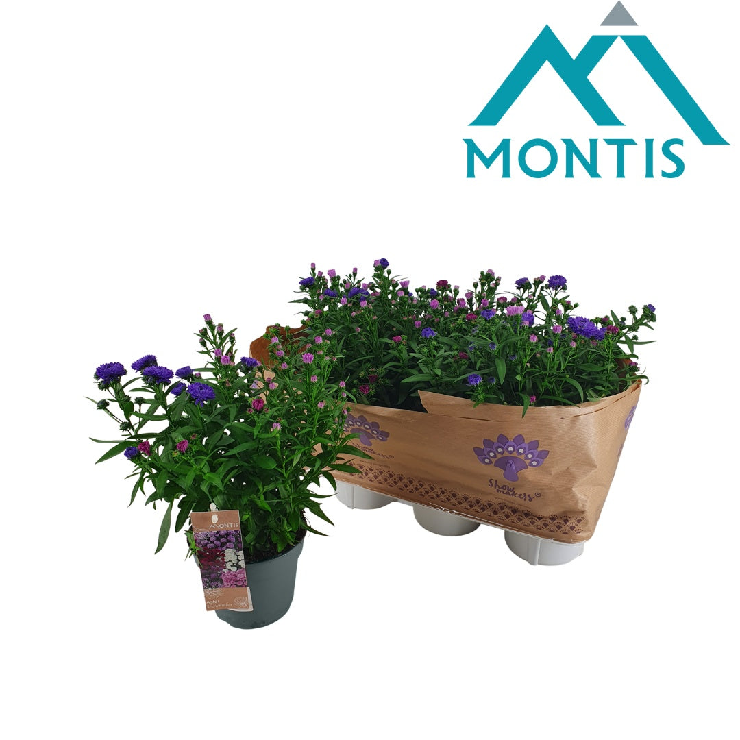 Aster nb. Showmakers mix 30cm 14cm Pot
