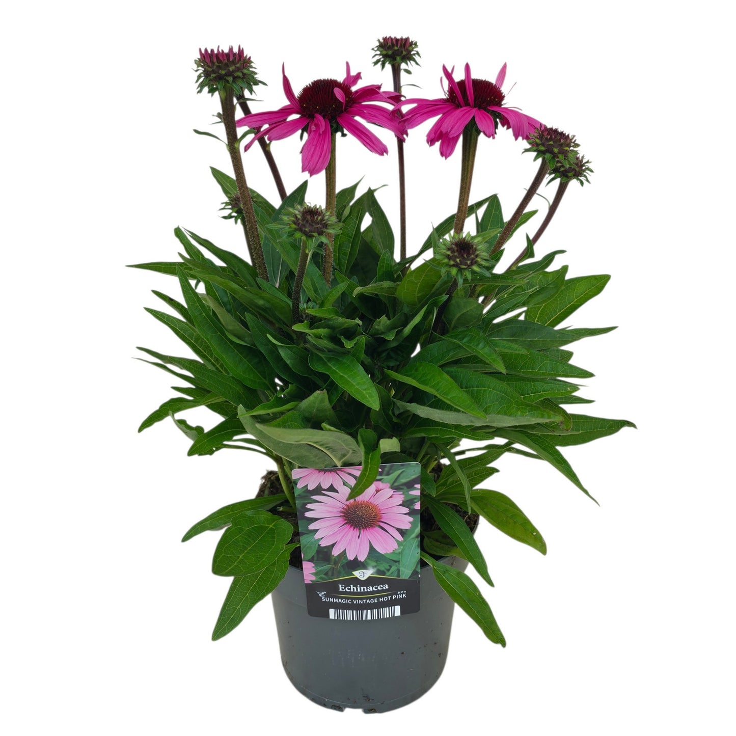 Echinacea Sunmagic Vintage Hot Pink 50cm 17cm Pot