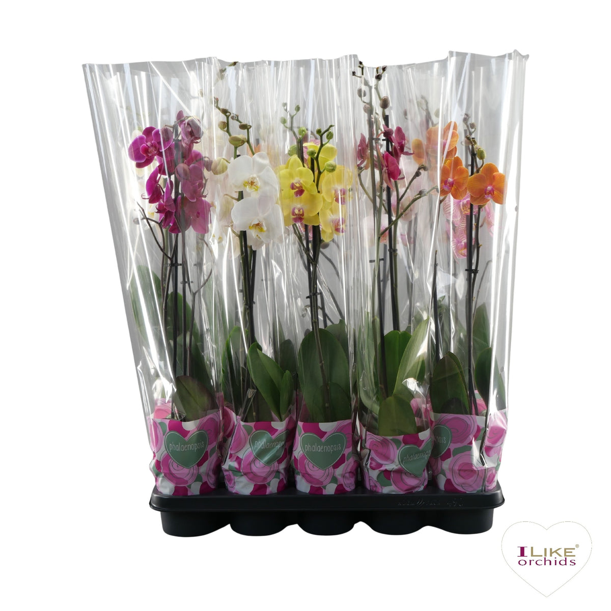 Phalaenopsis mix 65cm 12cm Pot