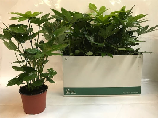 Fatsia japonica 58cm 17cm Pot