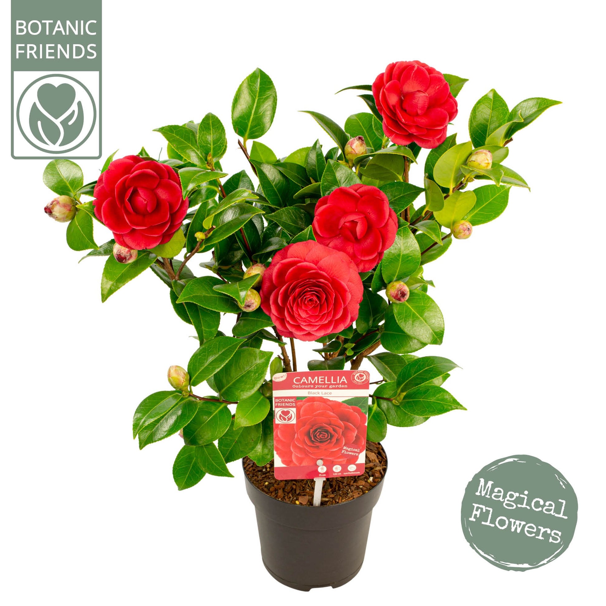 Camellia Black Lace 55cm 15cm Pot