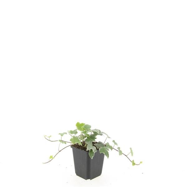 Hedera helix Glacier 9cm Pot