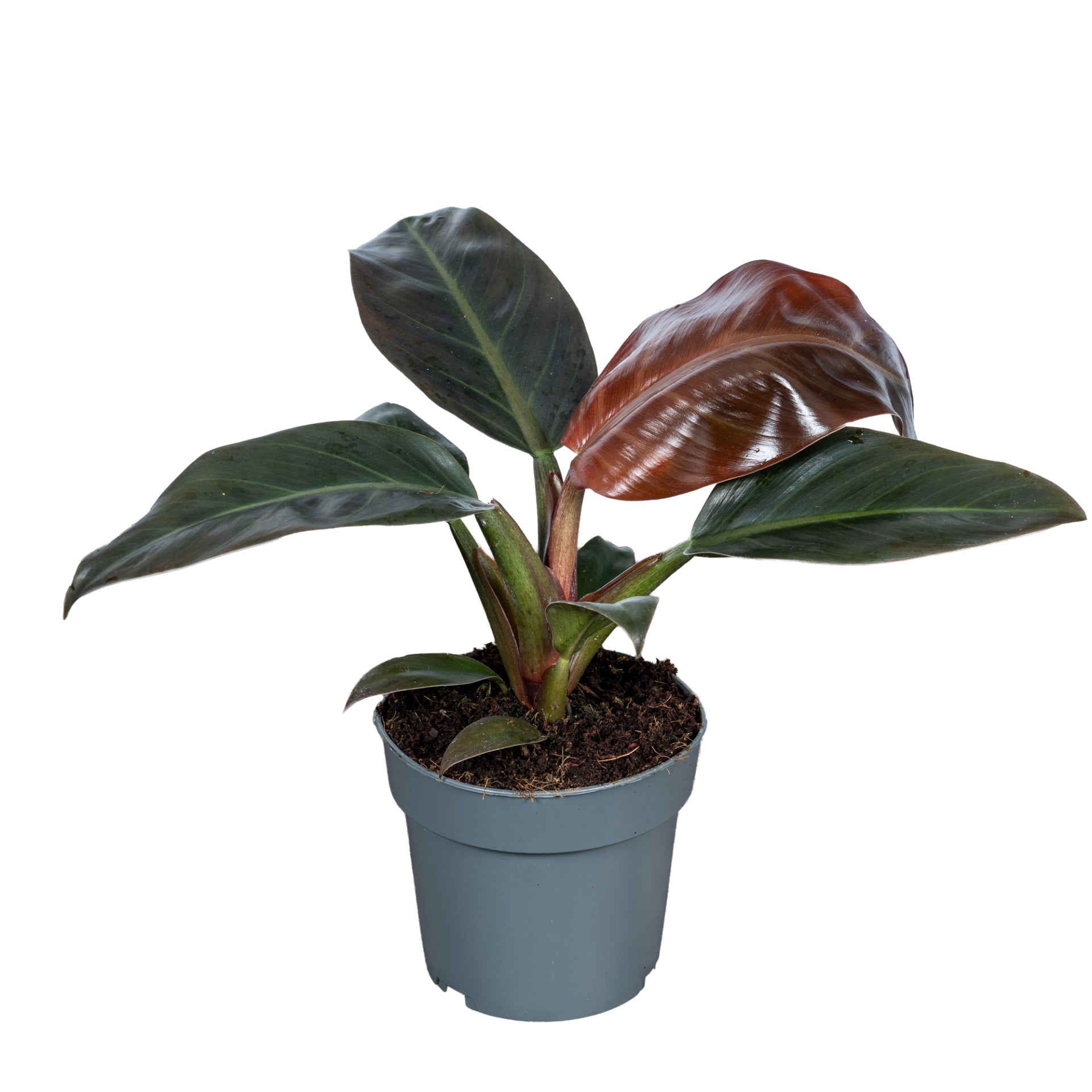 Philodendron Imperial Red 40cm 14cm Pot