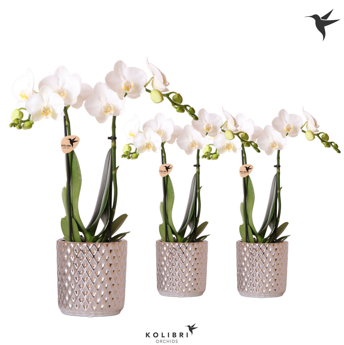 Phalaenopsis multiflora white 40cm 9cm Pot