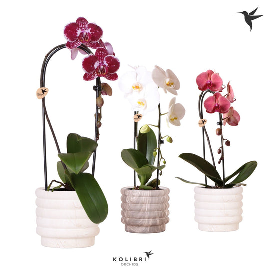 Phalaenopsis Elegant cascade 50cm 12cm Pot
