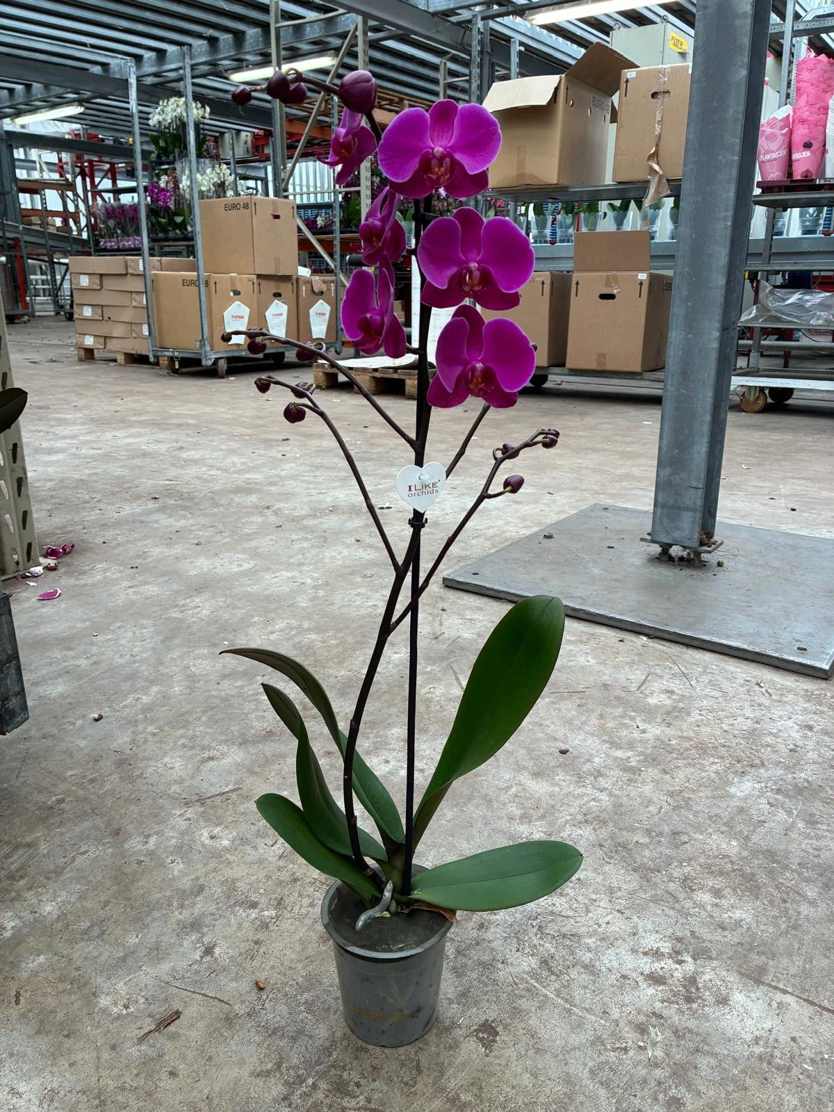Phalaenopsis purple 75cm 12cm Pot