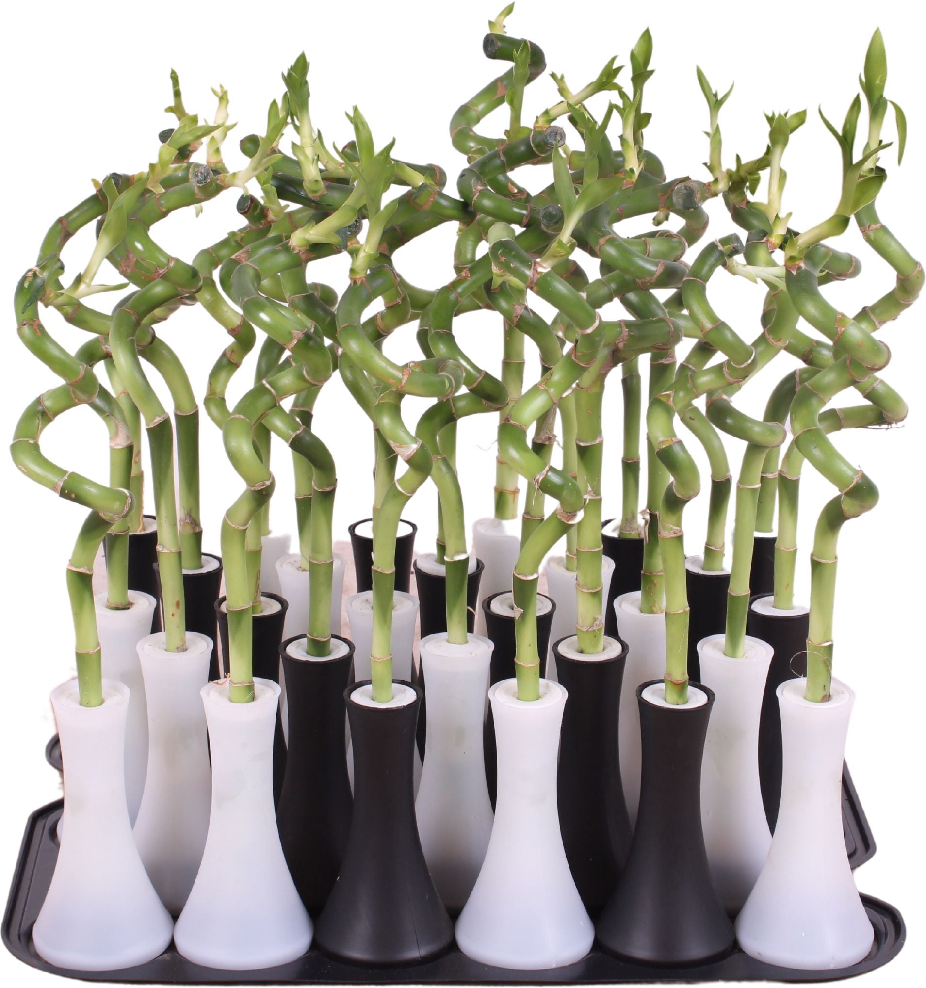 Drac. Lucky Bamboo 30cm 6cm Pot
