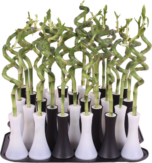 Drac. Lucky Bamboo 30cm 6cm Pot
