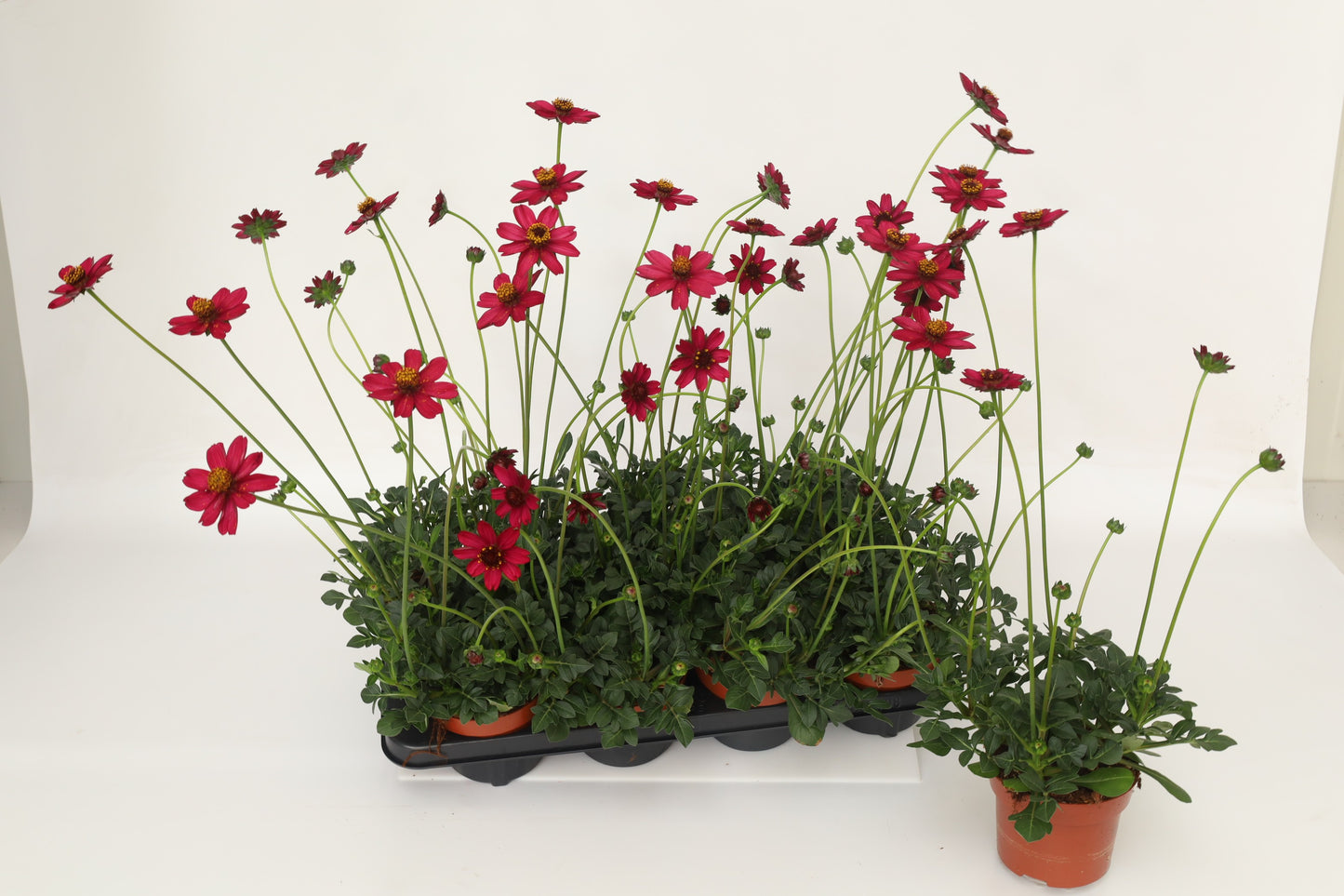 Cosmos Cherry Chocolate 40cm 13cm Pot
