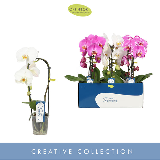 Phalaenopsis Fontano mix 50cm 9cm Pot