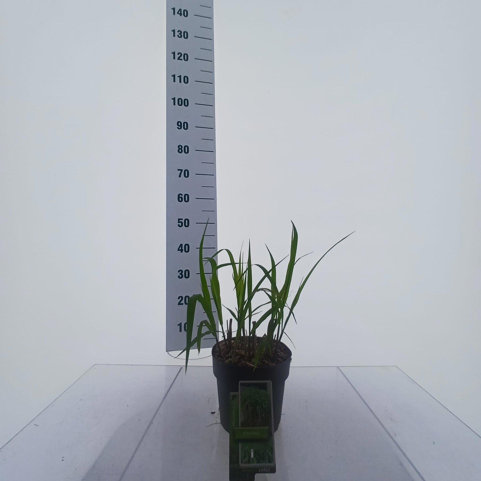 Stipa gigantea 30cm 19cm Pot