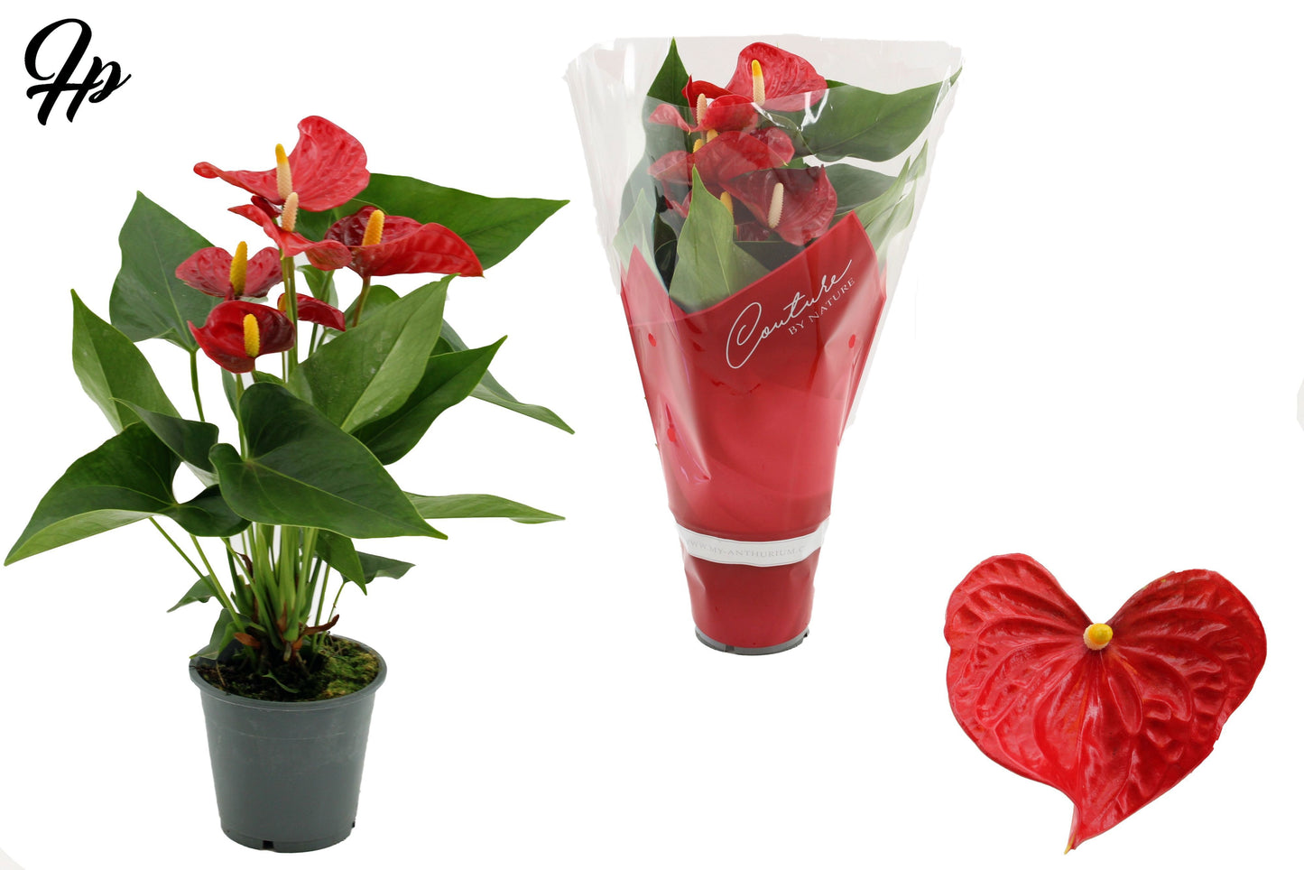 Houwenplant Anthurium Aristo Pack of 10